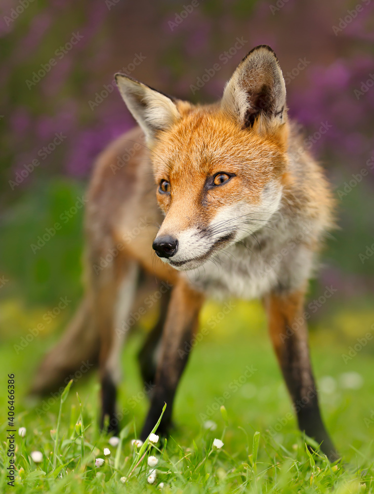 Close up of a red fox in summer