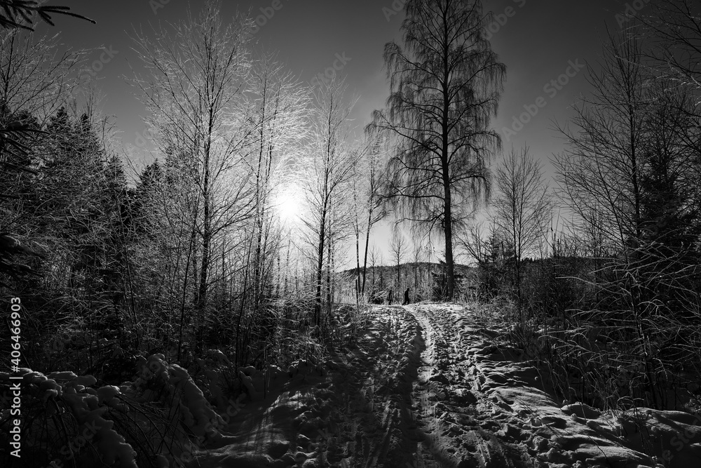 Black and white high contrast with a red filter creates drama in this wild and beautiful snow covered forest. This just outside of down town Oslo, Norway in cold January morning. It was below 15 minus