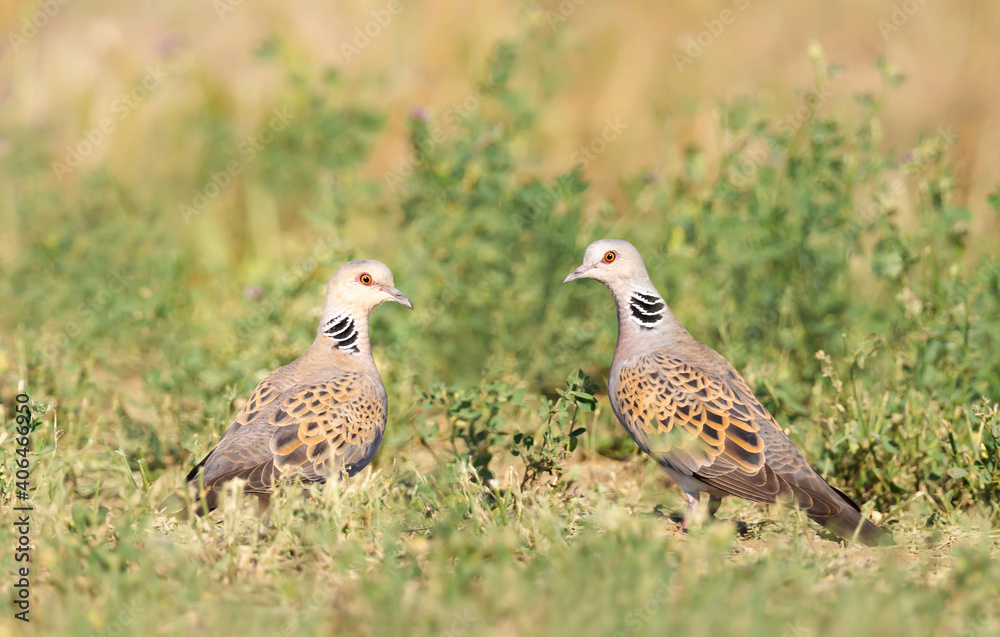 Close up of two European turtle doves in a meadow Close up of two European turtle doves in a meadow