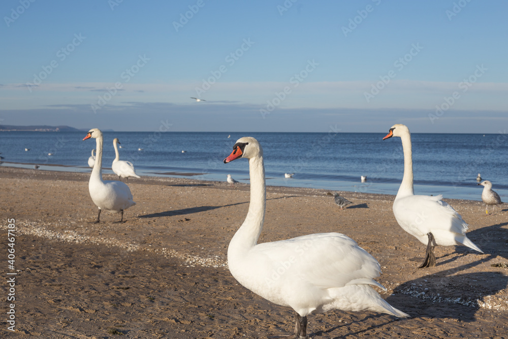 Beautiful white swans walking on the beach. Baltic Sea, winter Beautiful white swans walking on the beach. Baltic Sea, winter
