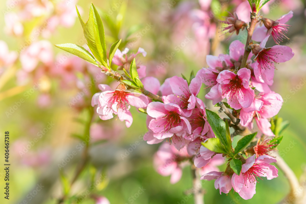 Pink Flowers Blooming Peach Tree at Spring. Beautiful peach blossom. toned