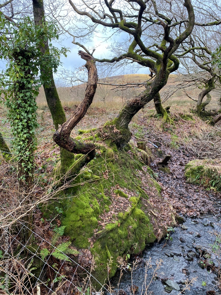 Moss and trees Moss and trees