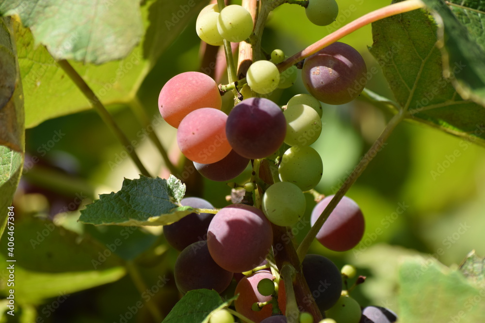 Unripe grapes Unripe grapes