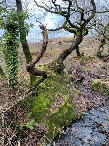 Moss and trees