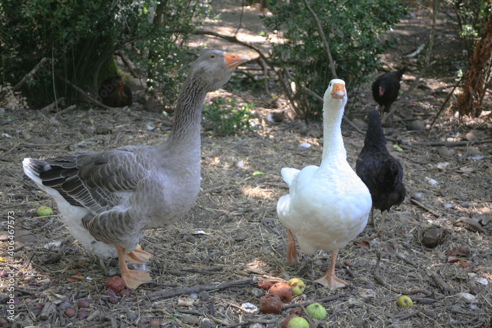 Un couple d'oie dans une ferme biologique du sud de la France, poules en arrière plan Un couple d'oie dans une ferme biologique du sud de la France, poules en arrière plan