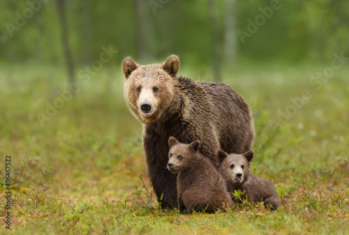 Female Eurasian brown bear and her cubs in boreal forest.