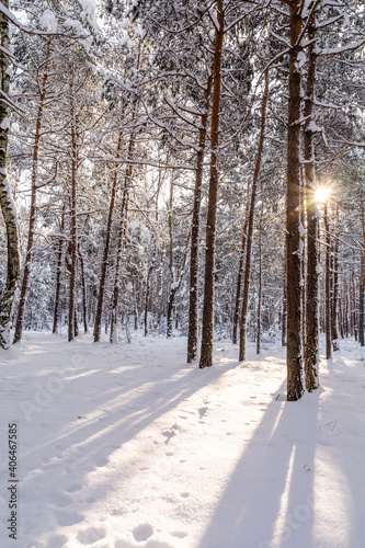 Pine forest in winter in sunny day (Poland)