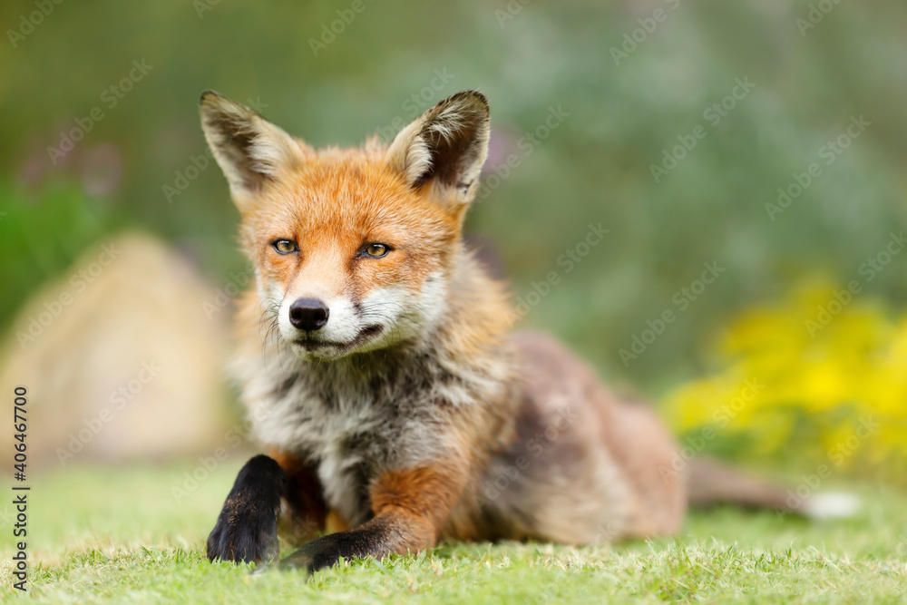 Close up of a red fox lying on green grass