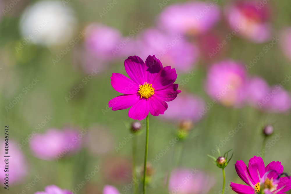 Close up cosmos flower in garden Close up cosmos flower in garden