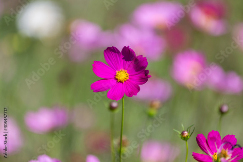 Close up cosmos flower in garden