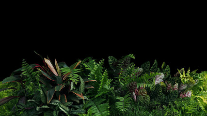 Green and variegated leaves of tropical foliage plants bush with various types of ferns, Calathea peacock plant, and Ti plant. Tropical rainforest garden nature backdrop on black background.