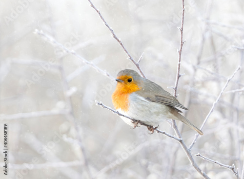 Robin perched on a tree branch in the falling snow in winter