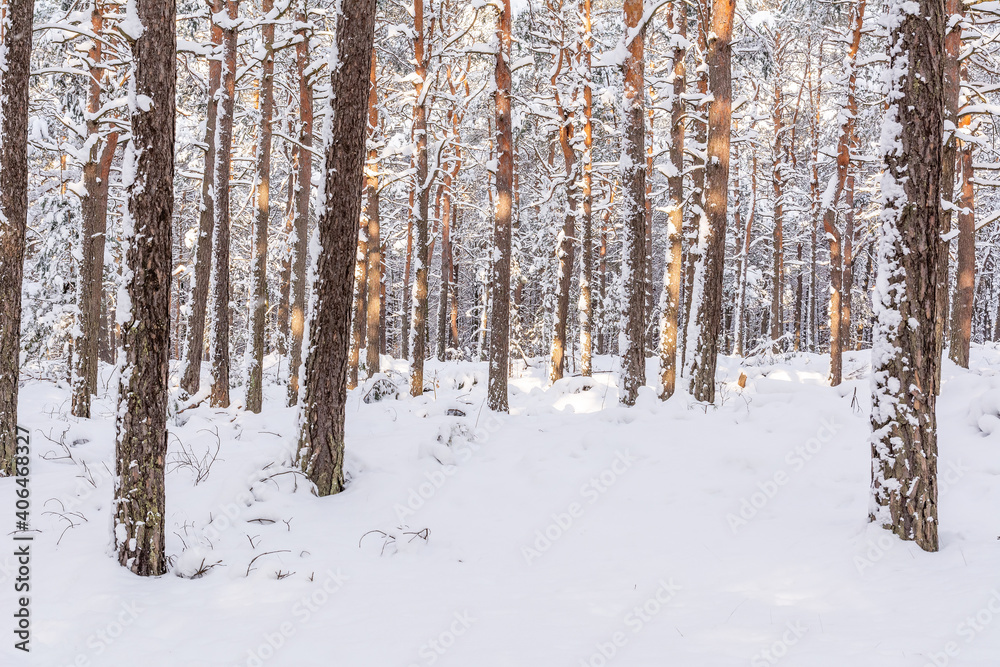 Pine forest in winter in sunny day (Poland) Pine forest in winter in sunny day (Poland)
