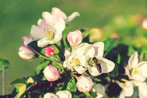 Beautiful blooming apple trees in spring park close up. Apple trees flowers. the seed-bearing part of a plant, consisting of reproductive organs. Blooming apple tree. Spring flowering of trees. toned photo