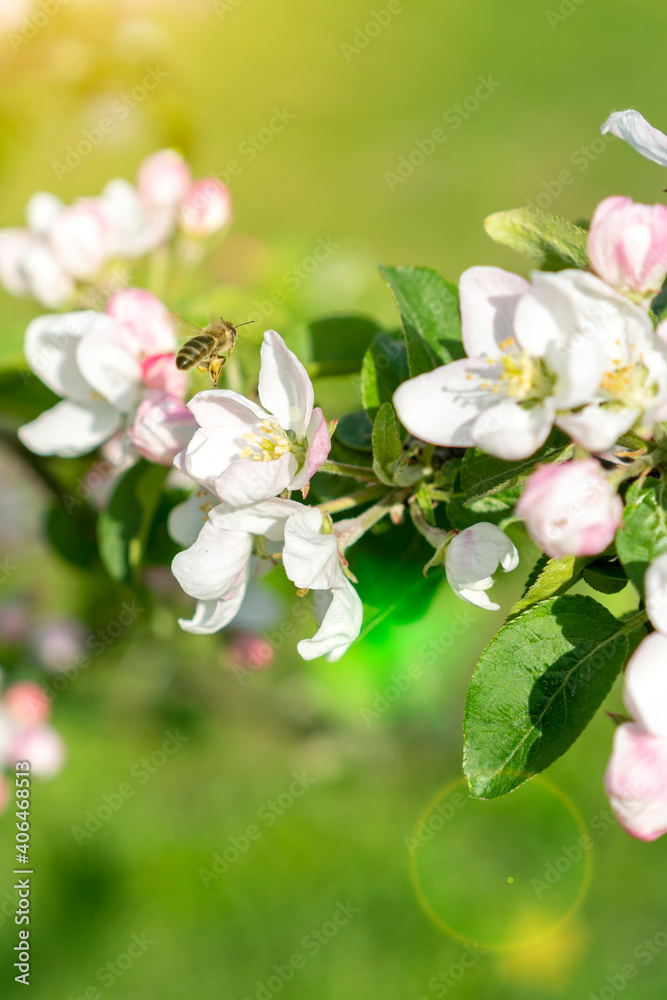 Fototapeta premium Beautiful blooming apple trees in spring park close up. Apple trees flowers. the seed-bearing part of a plant, consisting of reproductive organs. Blooming apple tree. Spring flowering of trees. toned