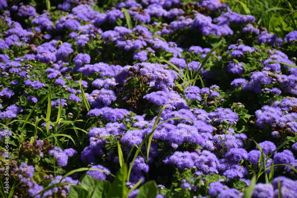 Tiny purple flowers Tiny purple flowers