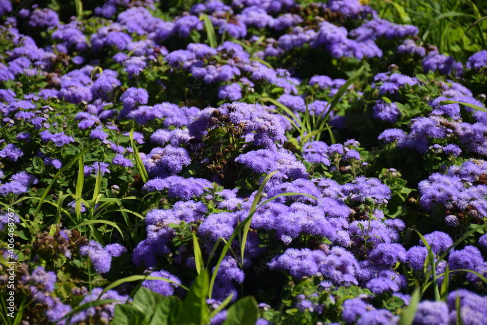 Tiny purple flowers