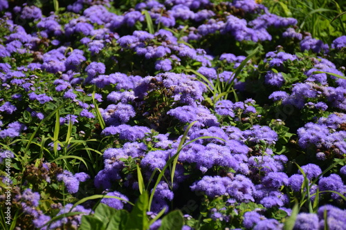 Tiny purple flowers