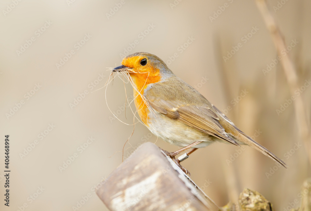 European Robin with nesting material in the beak