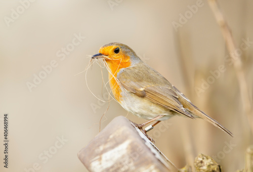 European Robin with nesting material in the beak
