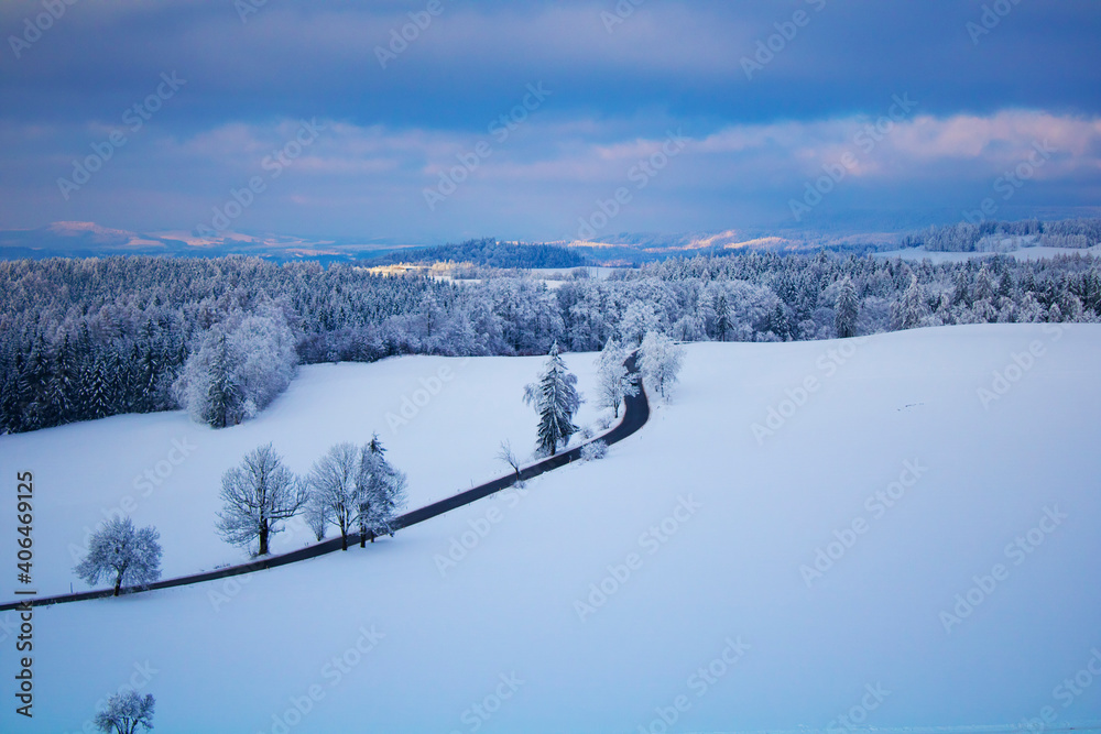 snow covered trees