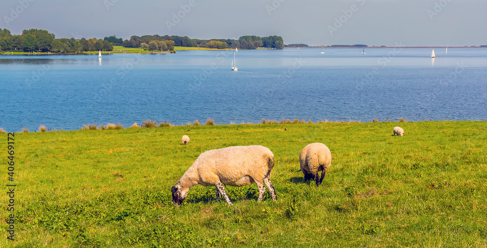 Sheep graze overlooking the northern shore of Rutland Water reservoir in summertime Sheep graze overlooking the northern shore of Rutland Water reservoir in summertime