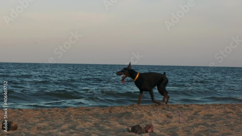 Happy excited Doberman black big male dog tongue, pet running around the beach, enjoying hot and perfect sunset on a sunny day at the sea, ocean sand. Runs after people and birds in slow motion action