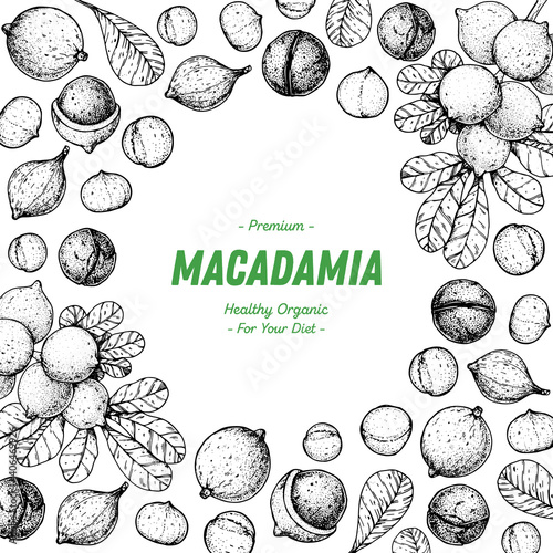 Hand drawn macadamia nuts. Organic food vector illustration. Vector design template. Great for packaging design. Hand drawn sketch. Macadamia nut sketch. Engraved style