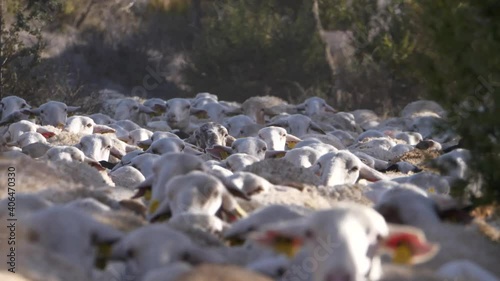 crowd of sheep walking. Close-up and slow-motion