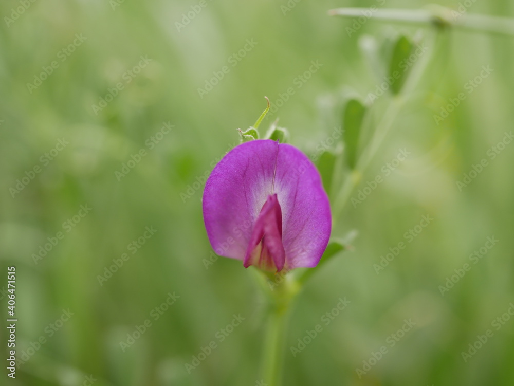 Herbaceous bean plant with purple flower. Flowering of new flowers on a sunny spring day. Herbaceous bean plant with purple flower. Flowering of new flowers on a sunny spring day.