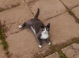 Gray cat with white spots close up on the background of concrete tiles on the ground in summer