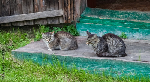Canvas Print Gray wild cats on a wooden porch of a country house