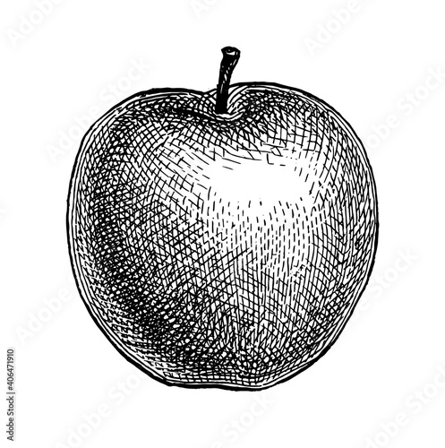 Ink sketch of apple.
