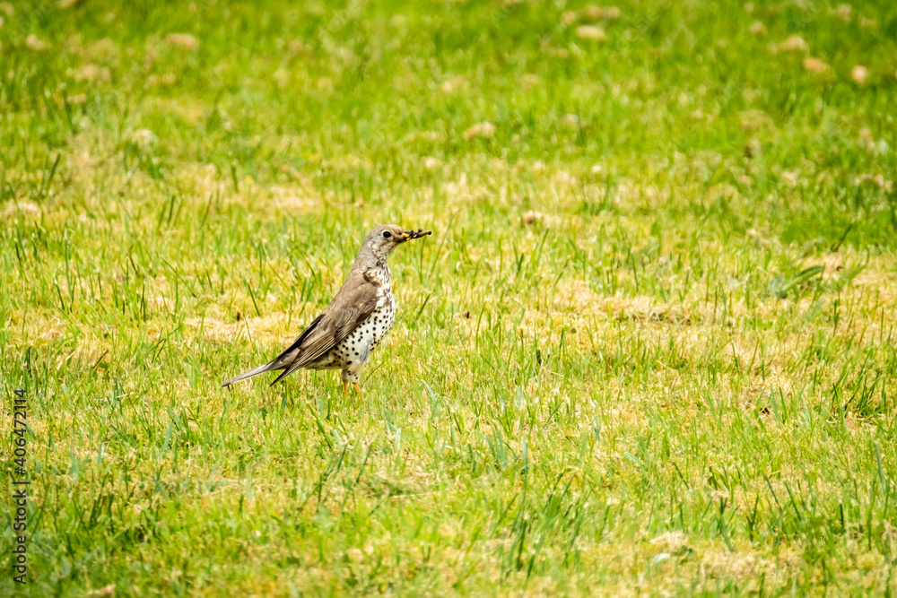Kestrel catching worms on a lawn in County Donegal - Ireland. Kestrel catching worms on a lawn in County Donegal - Ireland.