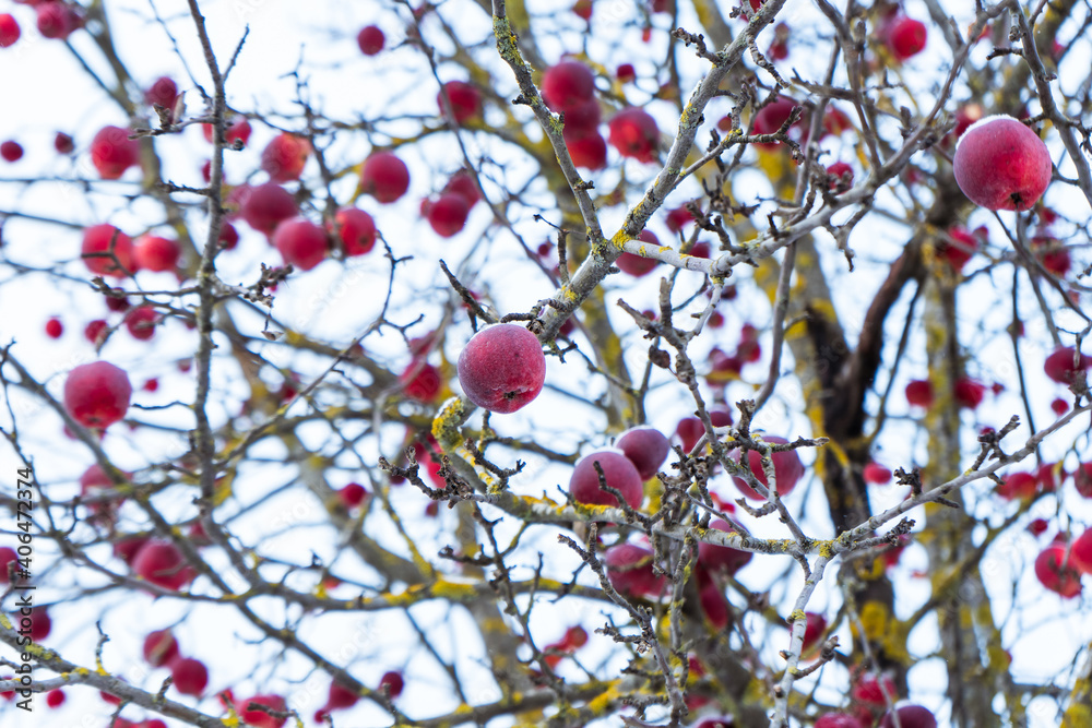 agriculture, apple, apple tree, background, beautiful, branch, christmas, climate, cold, color, covered, day, december, fall, food, fragility, fresh, frost, frosted, frosty, frozen, fruit, garden, gar