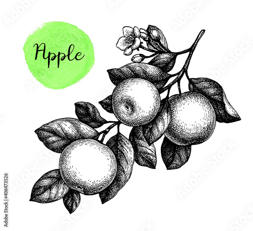 Ink sketch of branch with apples.