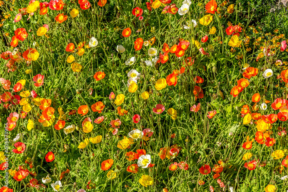 Bright colourful poppies on a sunny day