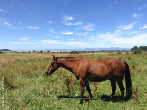 horse on a meadow