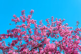 Beautiful pink blossom tree in spring time
