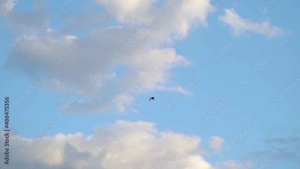 bat flying around middle of local park on early afternoon bat flying around middle of local park on early afternoon