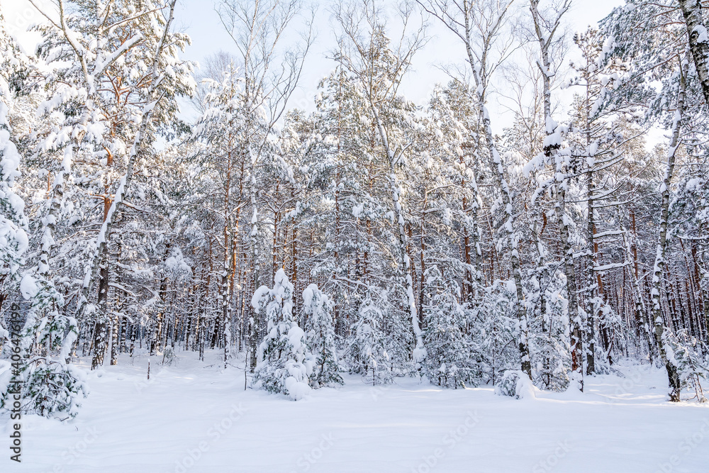 Pine forest in winter in sunny day (Poland)