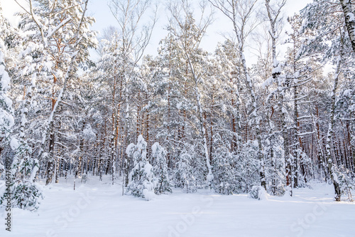 Obraz na płótnie Pine forest in winter in sunny day (Poland) w salonie