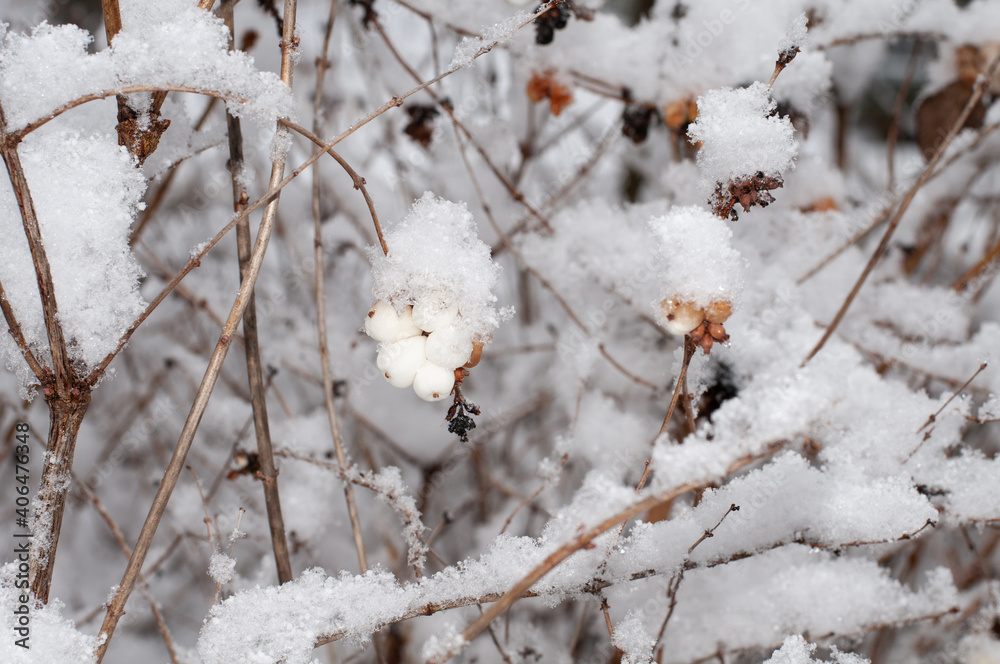 fruits of a snowberry shrub in winter fruits of a snowberry shrub in winter