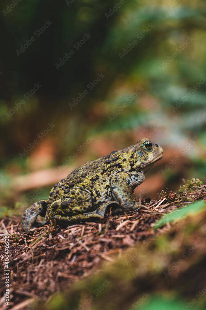 Obraz premium Frog on the ground