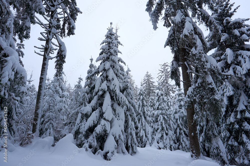 Obraz premium winter landscape and trees covered with snow