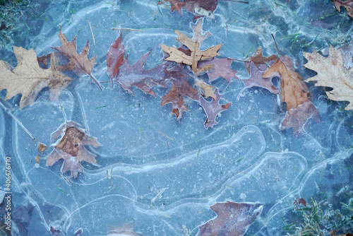 leaves frozen in ice on the ground