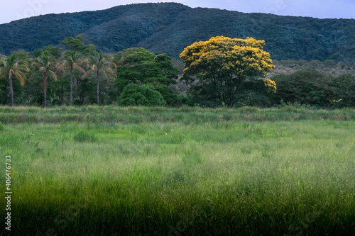 Tree with yellow flowers (sibipiruna) mountain background.  Serra do Japi, Jundiai, Brazil photo