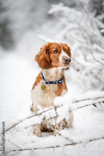 Fototapeta Naklejka Na Ścianę i Meble -  Adorable welsh springer spaniel dog breed in snowy forest in winter.