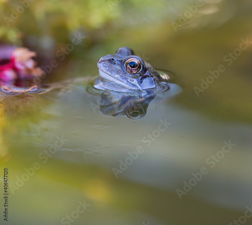 frog in the pond