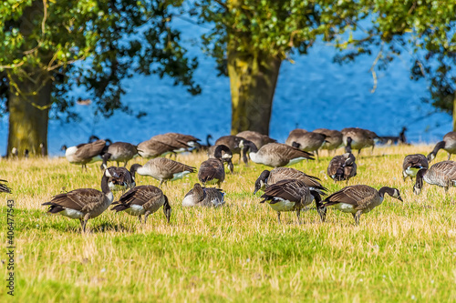 Canadian Geese graze on the shores of Rutland Water reservoir in summertime with defocused background